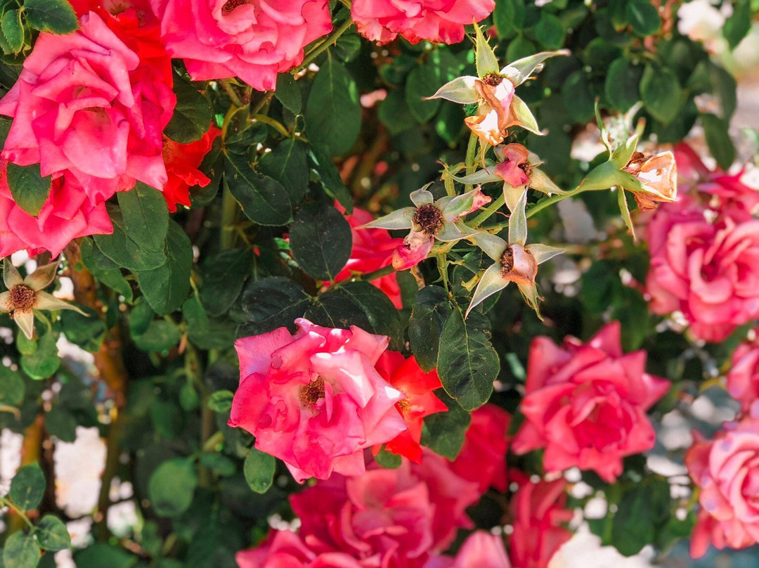 Elephant Butte Inn主图