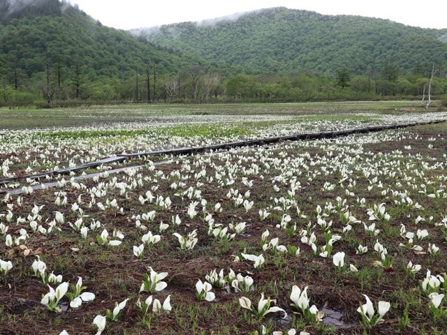 Oze Plant Research Specimen Garden-片品村必去景点