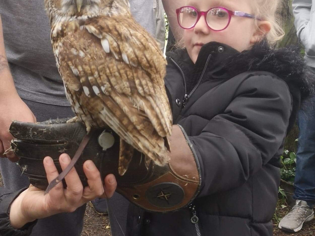 Andy Howeys Birds of Prey Centre景点图片