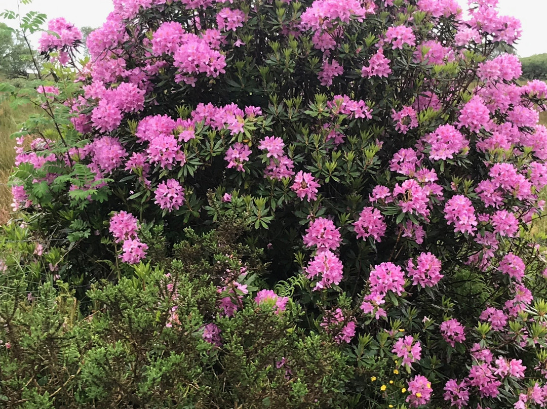 Zetland Country House Hotel主图