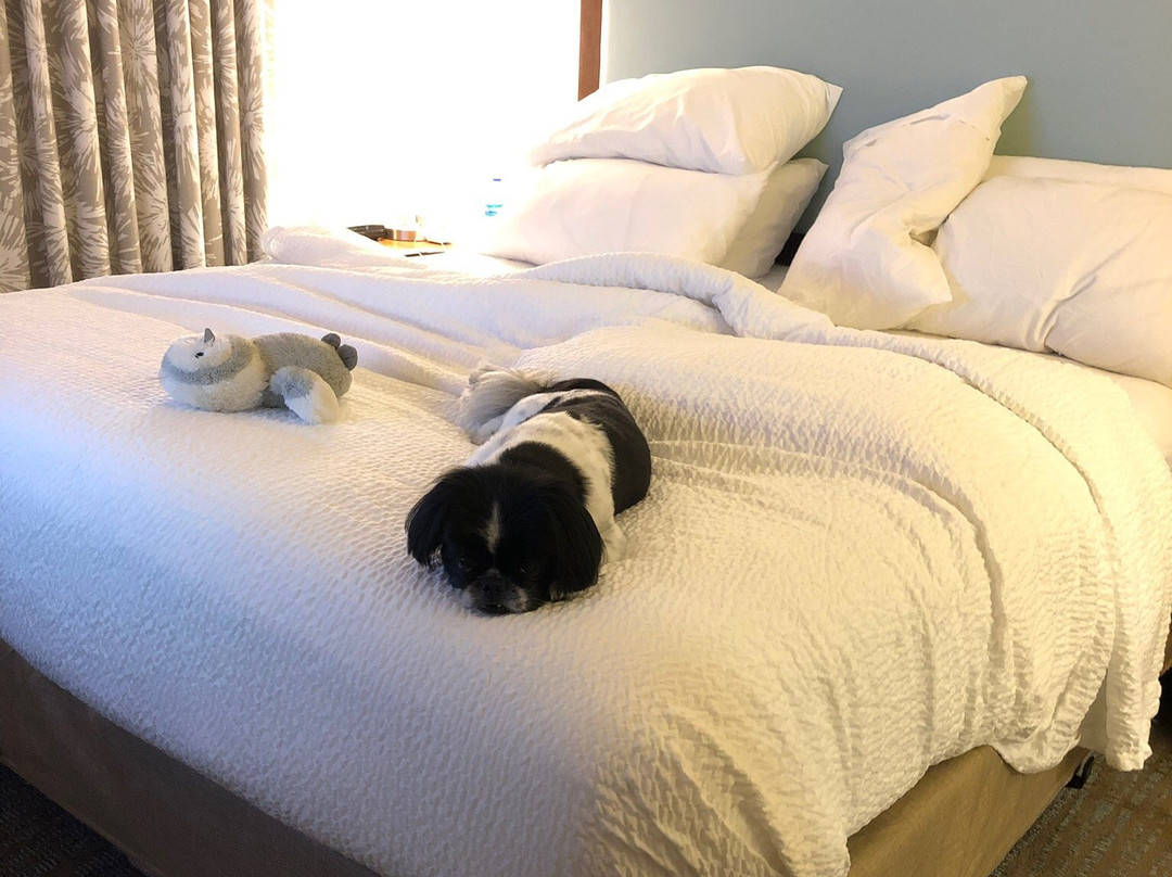 Residence Inn by Marriott Charleston Mt. Pleasant主图