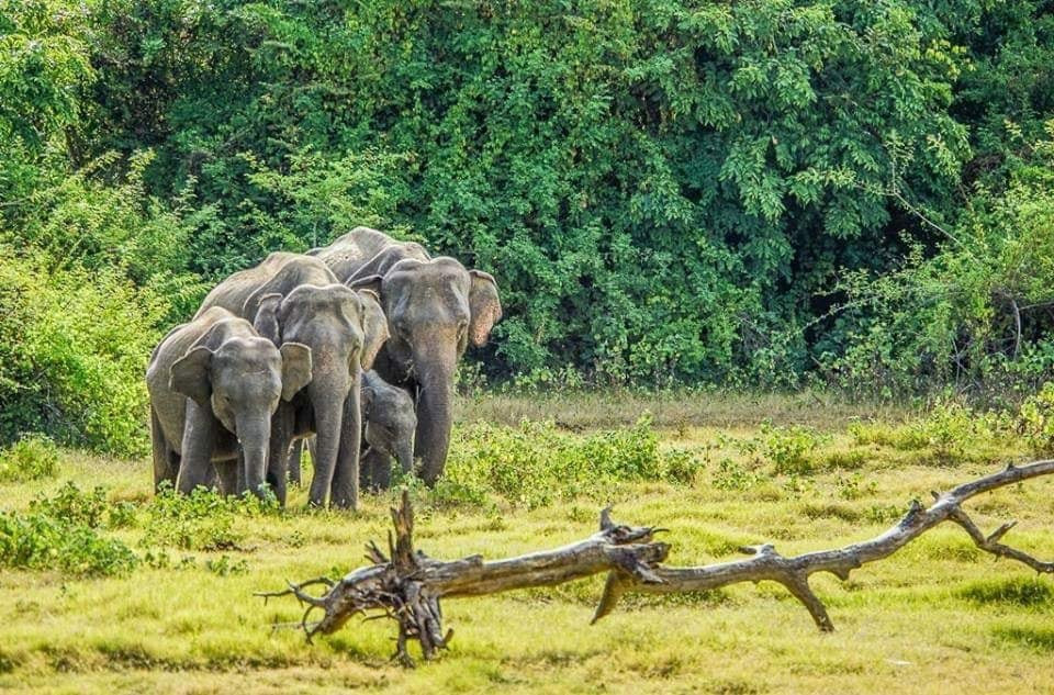 SL Tour Guide Sri Lanka景点图片
