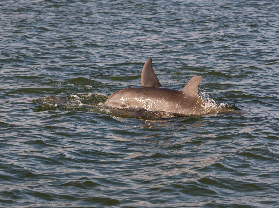 Chokoloskee Bay-大沼泽国家公园必去景点