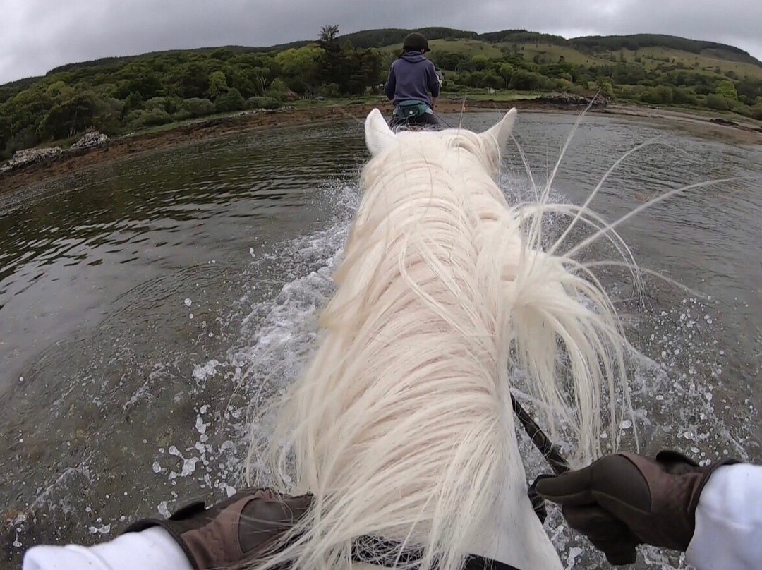 Mull Pony Trekking景点图片