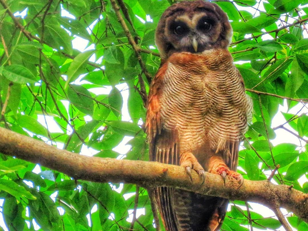 Just Safari景点图片