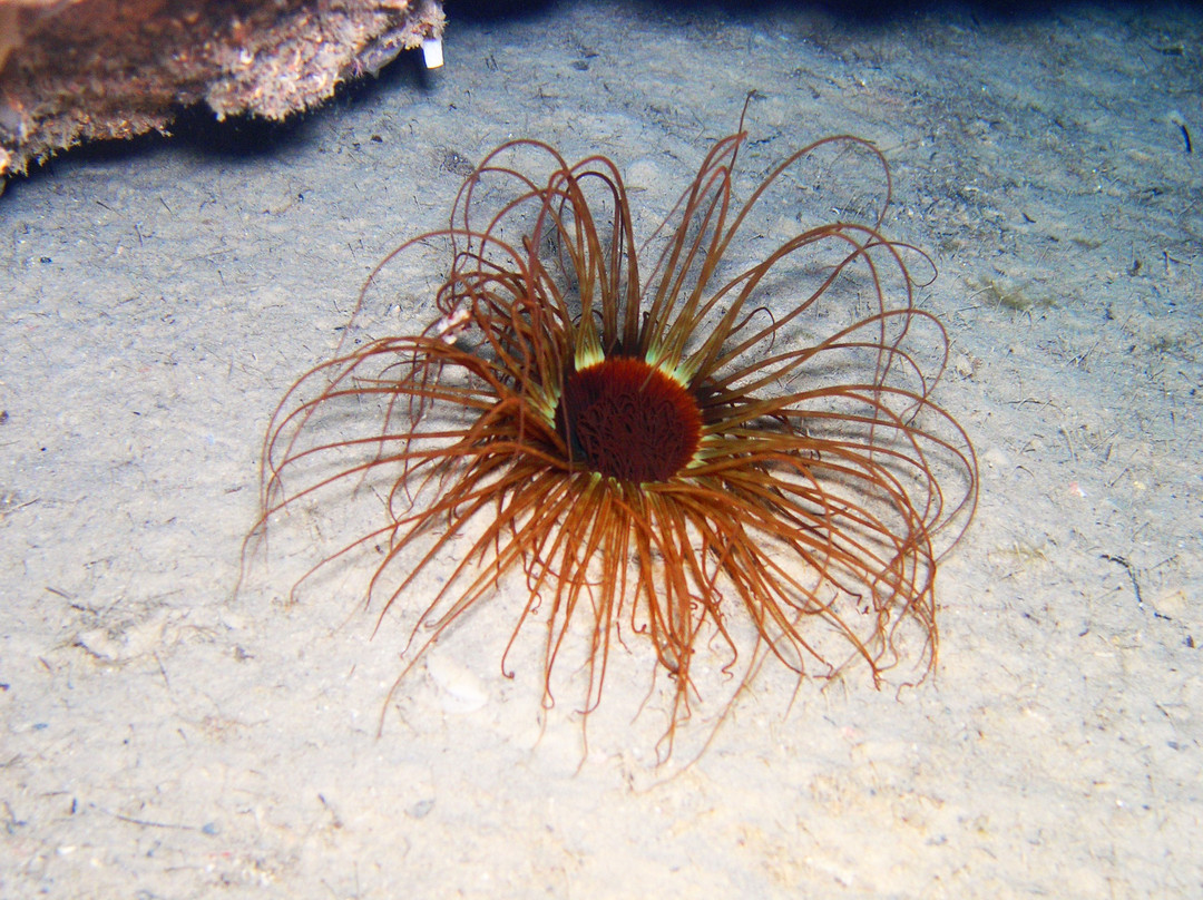 Mero Diving-Cala Ratjada必去景点