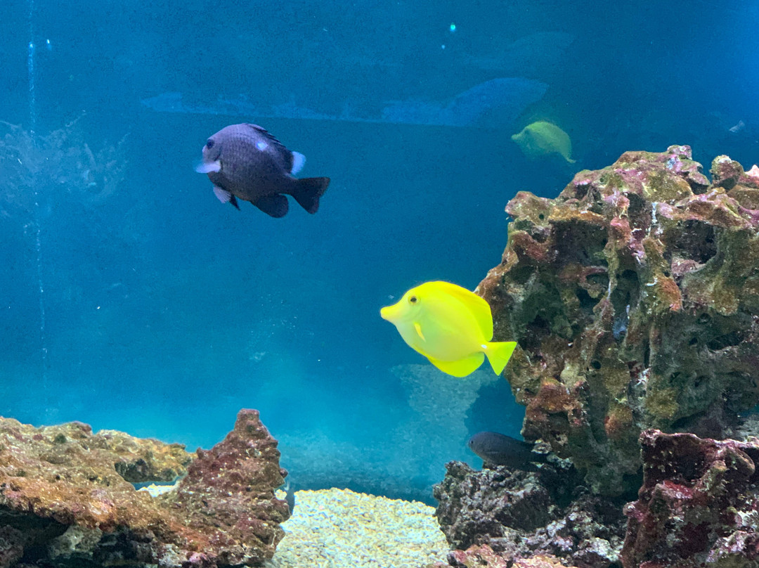 Acquario Mediterraneo dell'Argentario景点图片