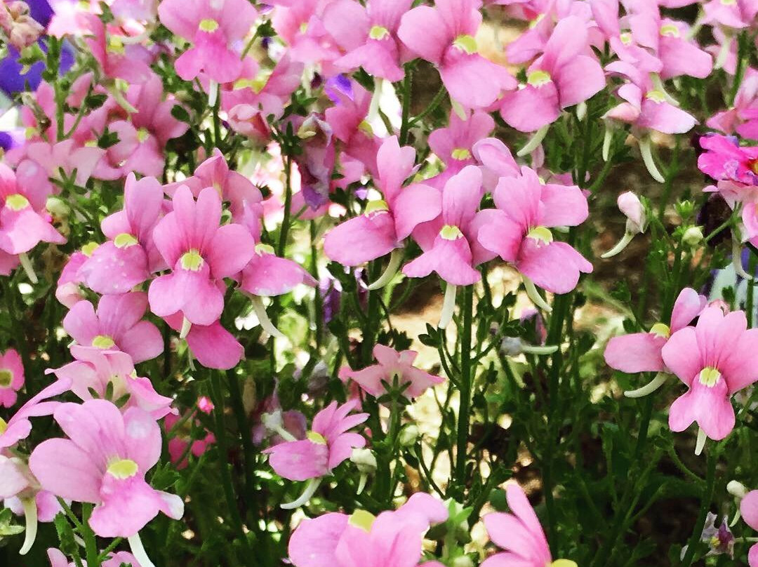 Sakura Hiroba-习志野市必去景点