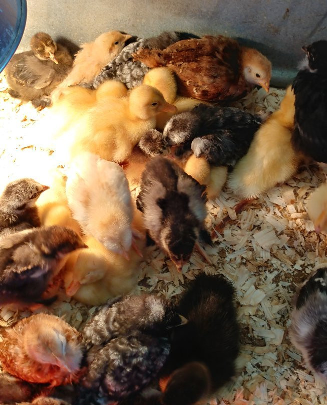 Havens Petting Farm-Blue Mounds必去景点