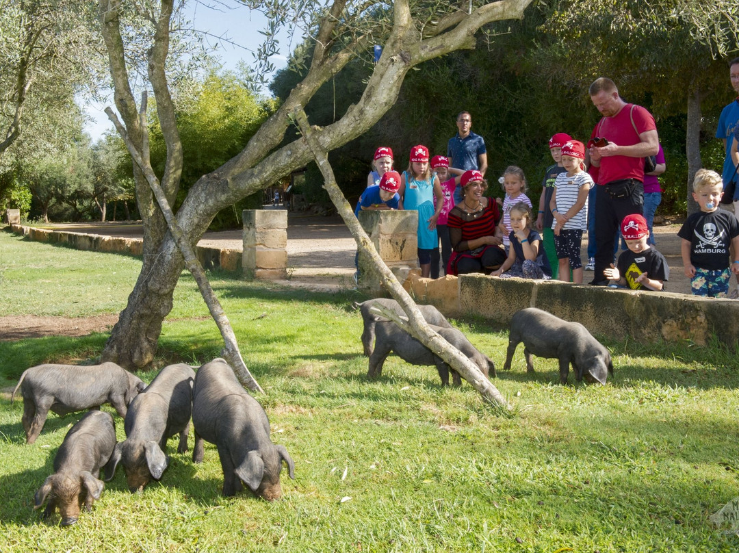 Mini Mallorca-卡普德佩拉必去景点