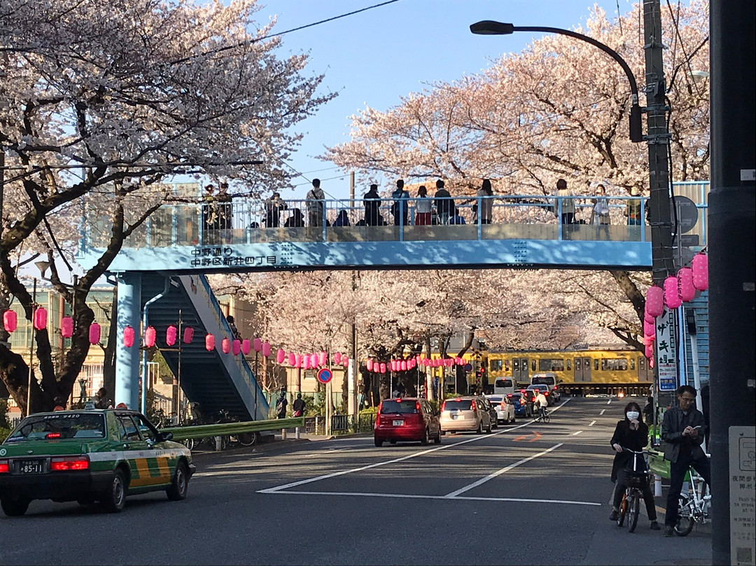Nakano Dori Sakura Matsuri-中野区必去景点