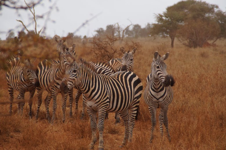 Tsavo Safaris Tours-查佛必去景点