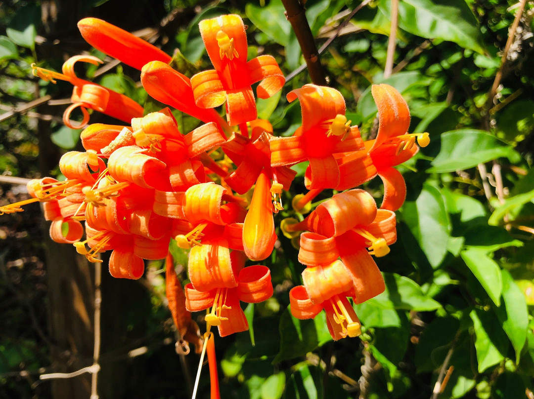 Daggerwing Nature Center-博卡拉顿必去景点