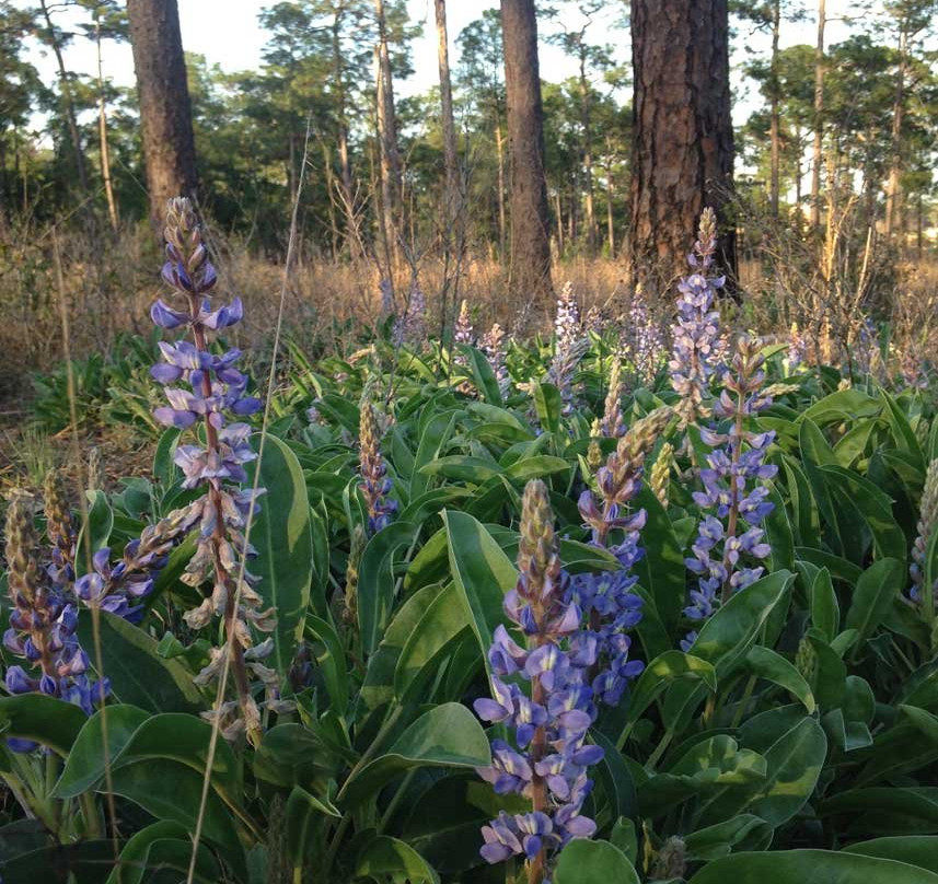 Mobile Botanical Gardens-莫比尔必去景点
