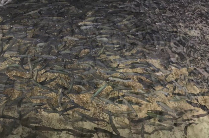 Page Springs Fish Hatchery-Cornville必去景点