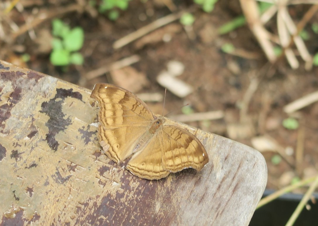 Orchid Garden Khaolak-库克卡克海滩必去景点