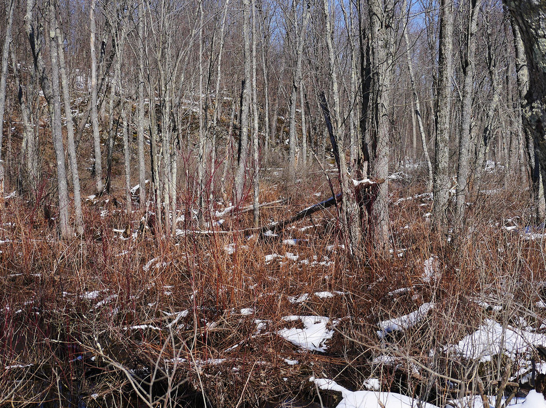 Frontenac Provincial Park景点图片