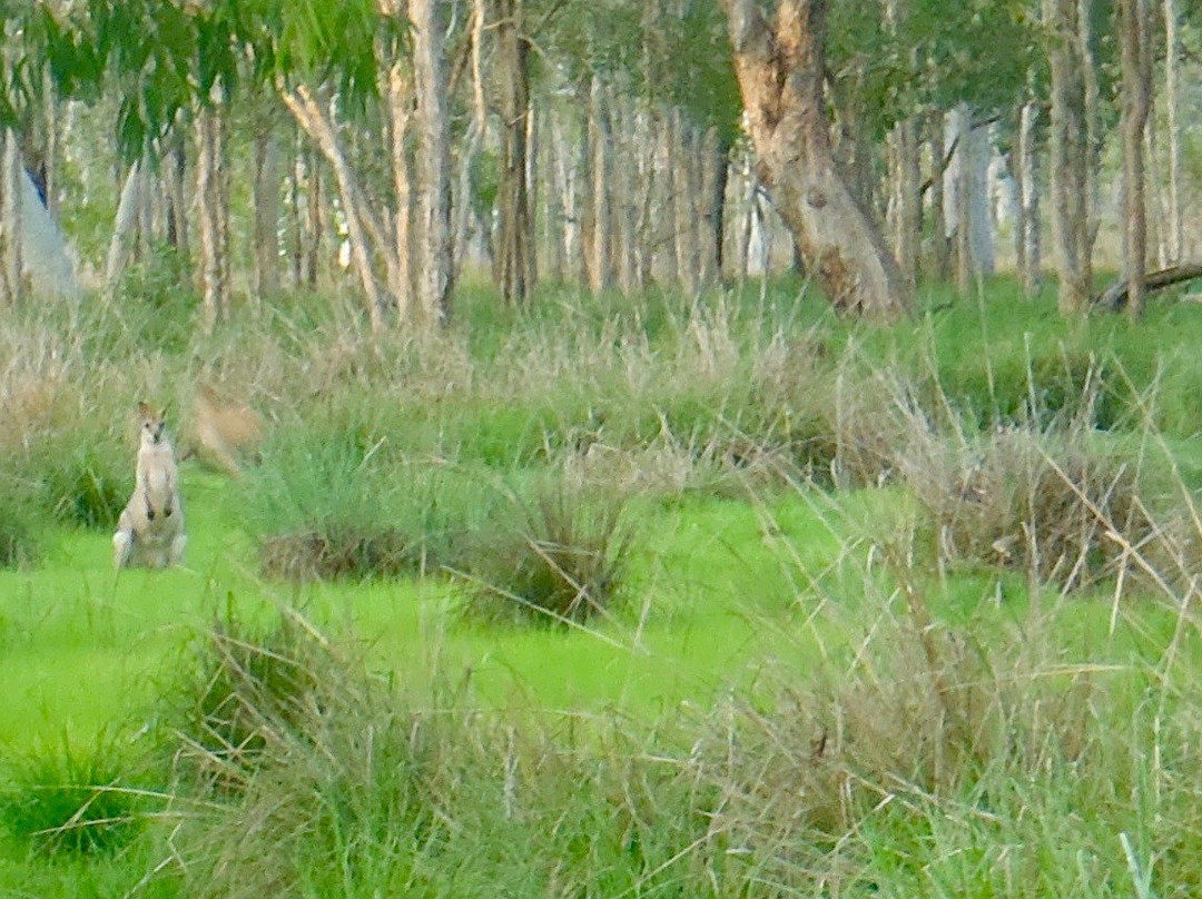Man and Dog Bush Adventures-道格拉斯港必去景点