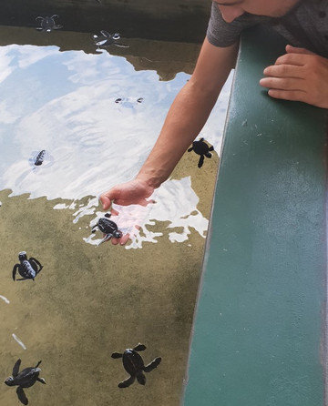 Red Apple Colombo Tours-科伦坡必去景点