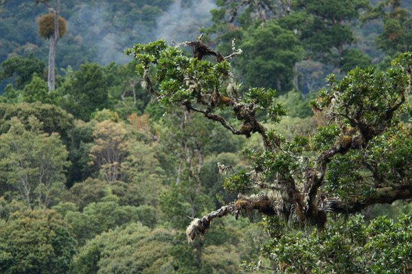 Cloud Forest Trout景点图片