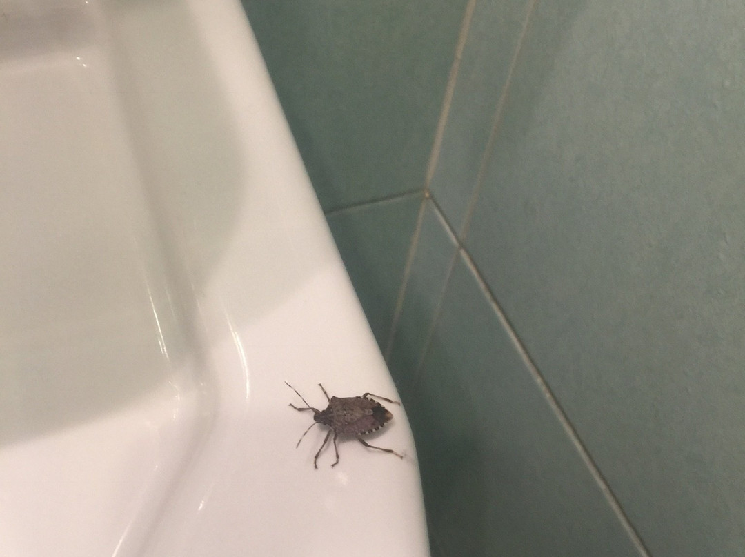 Albergo La Spia d'Italia主图
