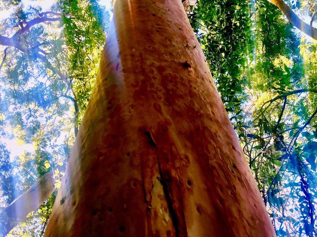 Makawao Forest Reserve-马卡瓦必去景点