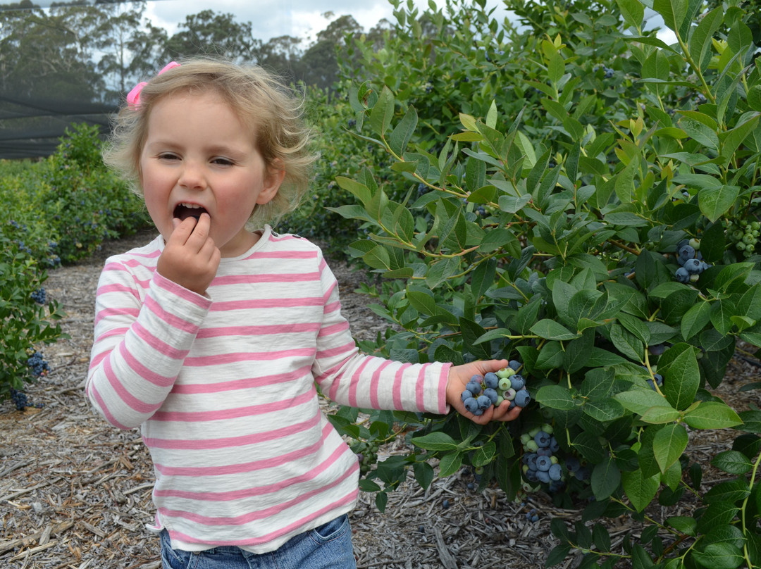Otway Blueberries-Gellibrand必去景点