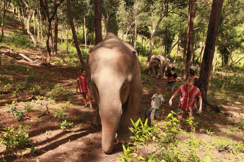 Authentic Thai Elephant Sanctuary景点图片