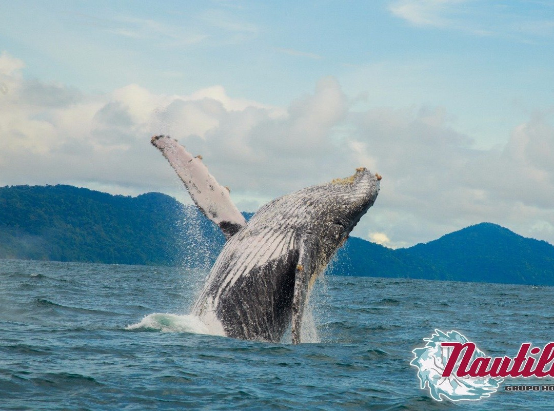 Hotel Nautilos Guachalito Nuqui主图