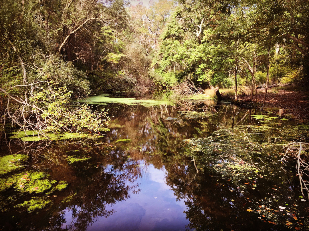 Caleb Smith State Park Preserve景点图片