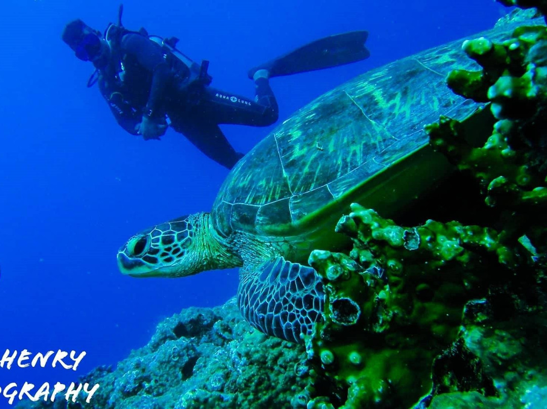 Ticabo Diving Centre-弗力克昂弗雷克必去景点