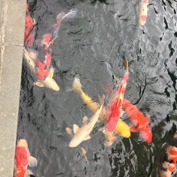 建水县和院酒店-泳池