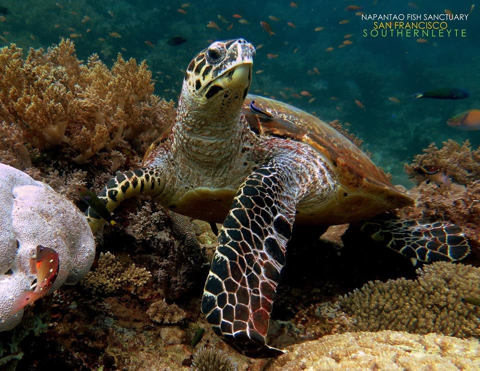 Napantao Marine Sanctuary-Padre Burgos必去景点