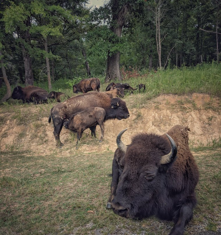 The Elk and Bison Prairie景点图片
