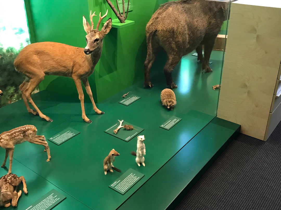 Naturmuseum Solothurn-Soleure必去景点