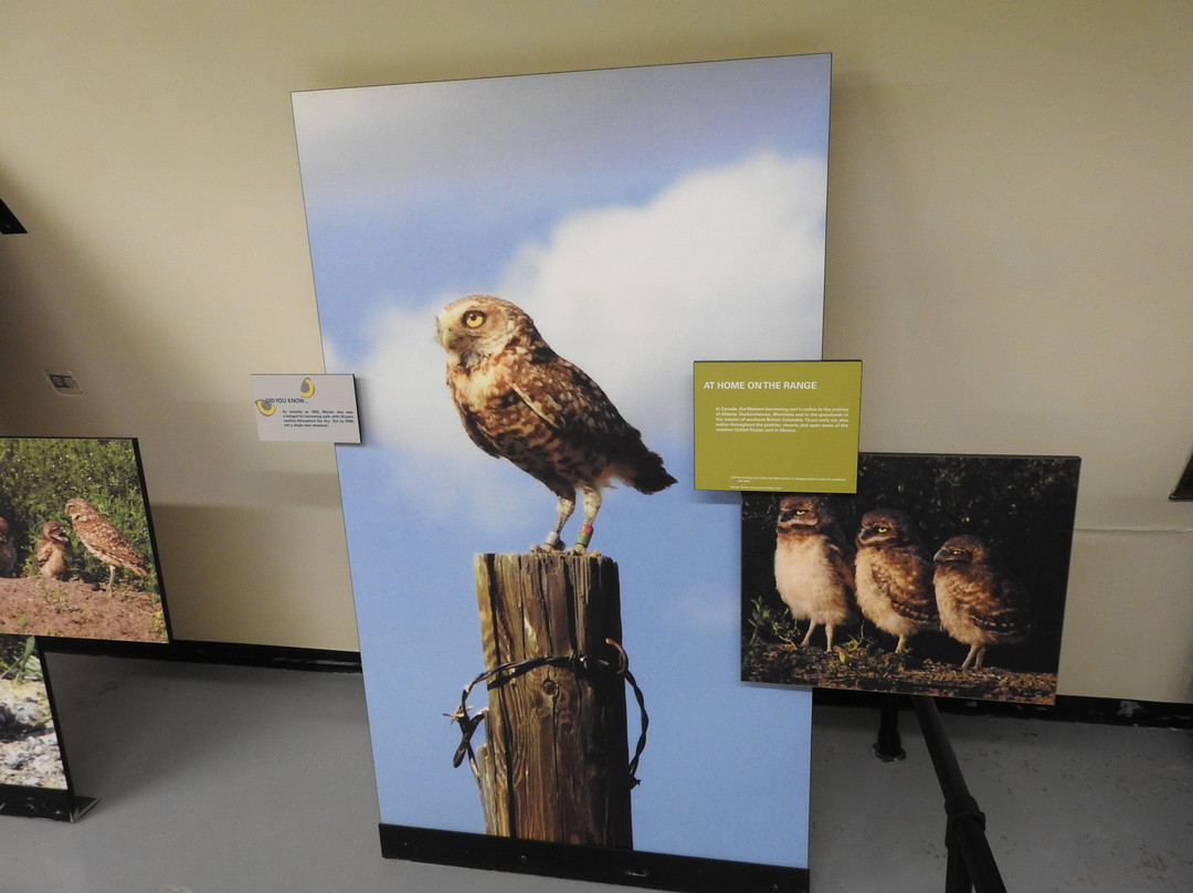 Saskatchewan Burrowing Owl Interpretive Centre-穆斯乔必去景点