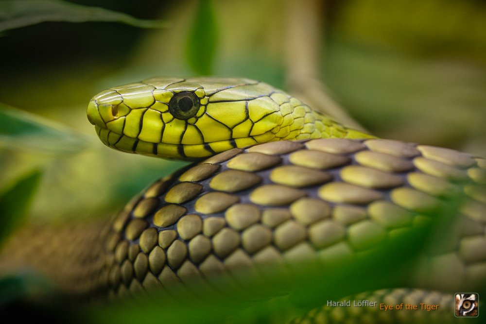 Reptilienzoo Nockalm-Patergassen必去景点