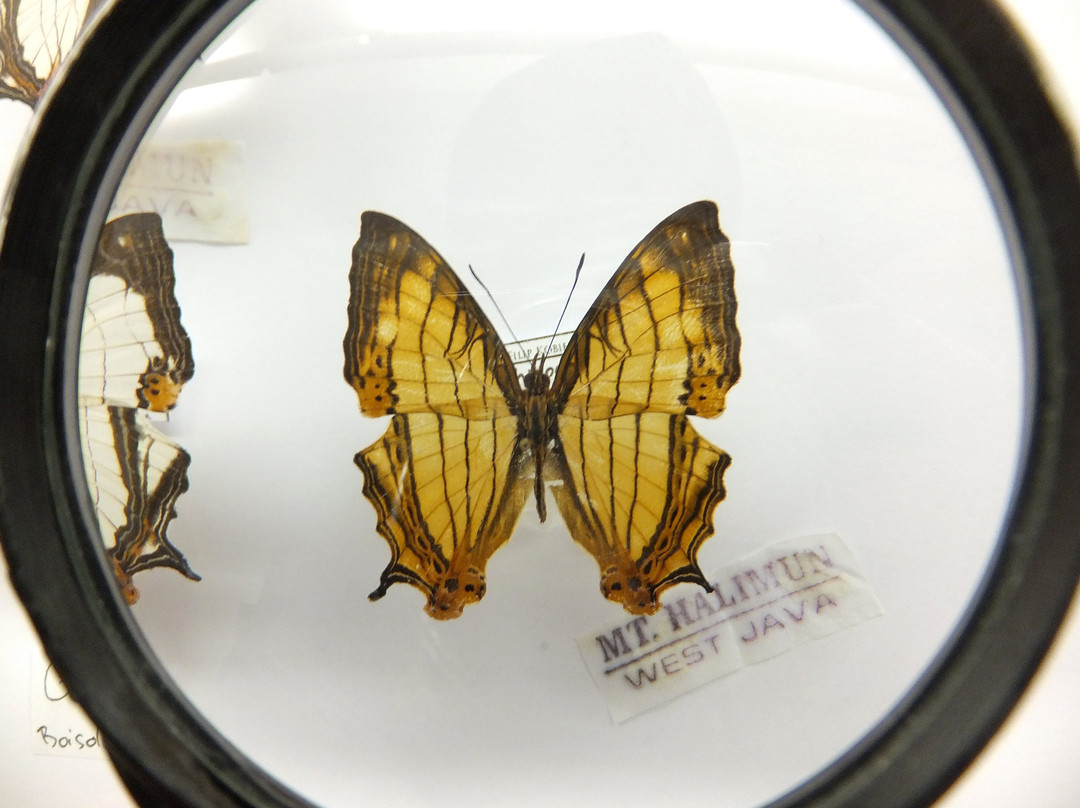 Arthropoda - Butterfly Museum景点图片