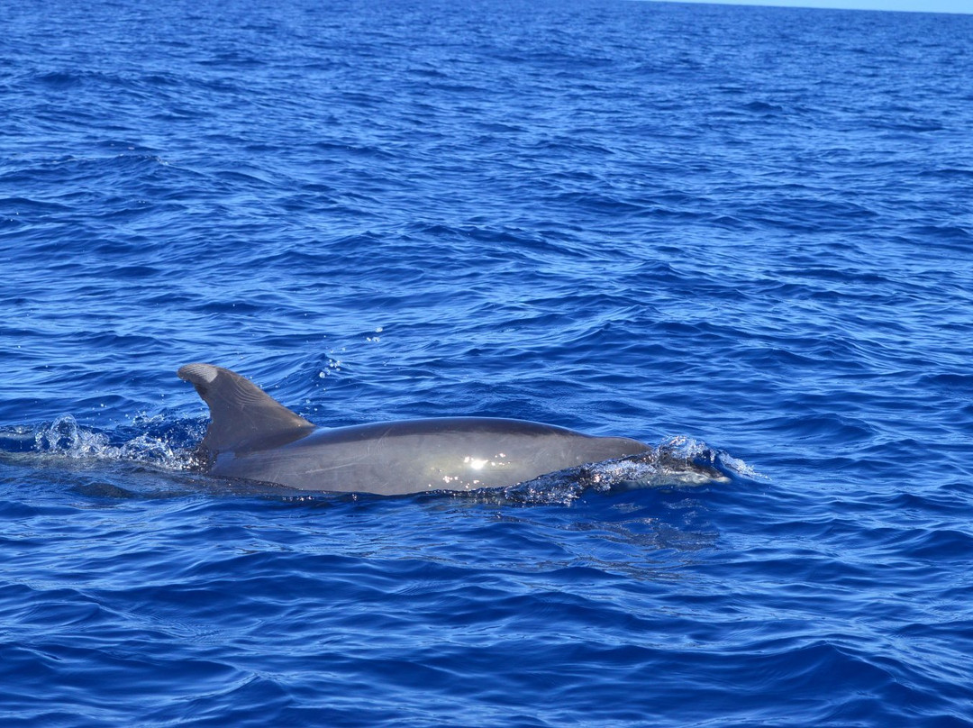 Whale Watch Tenerife景点图片
