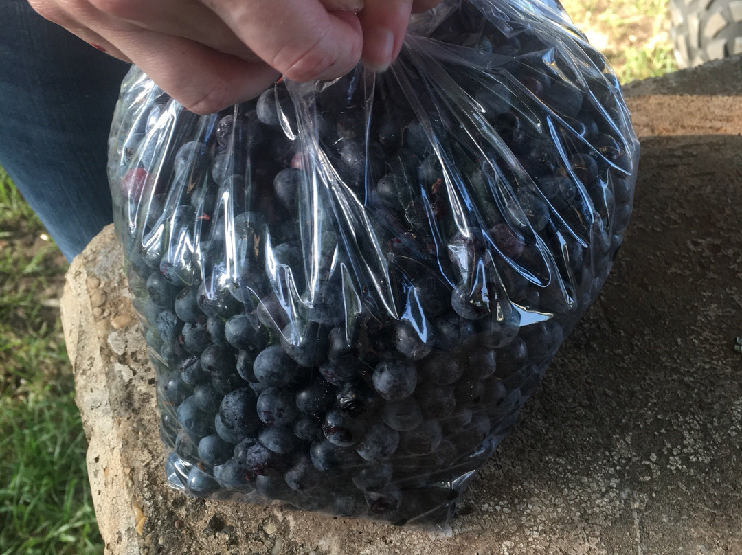 Betty's Berry Farm景点图片