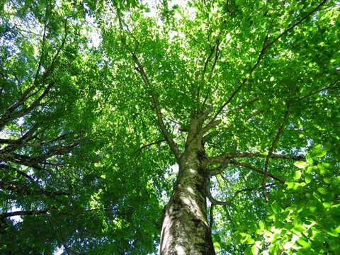 Asahi Kosen Naturalist's House主图