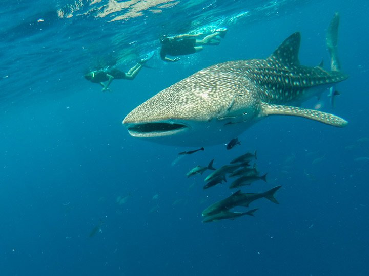 Apnea Koh Phangan Freediving School-帕岸岛必去景点