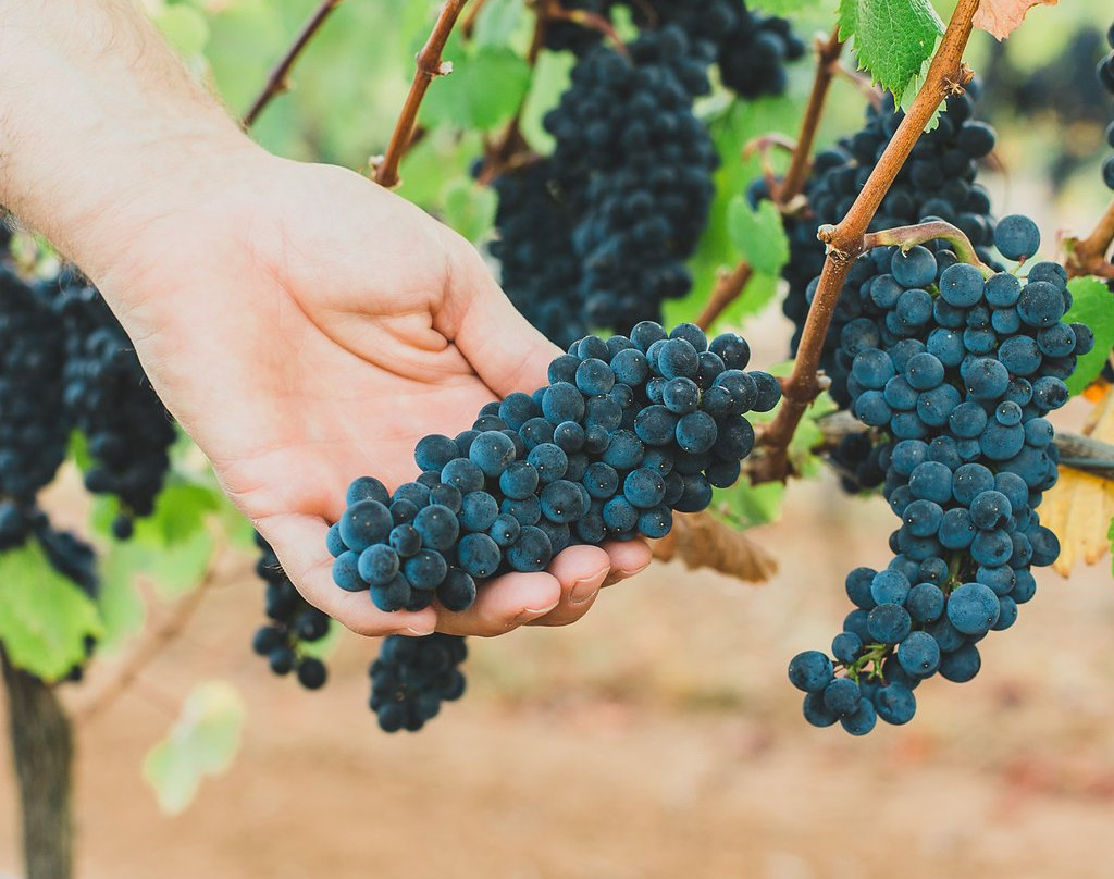 Five Fourteen Vineyards-Junction City必去景点