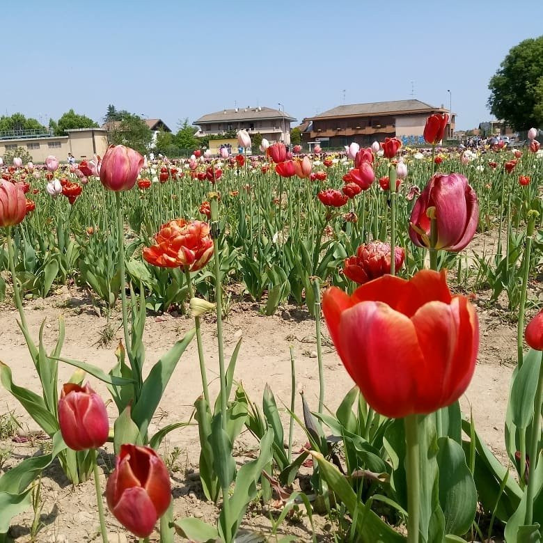 Tulipani Italiani景点图片
