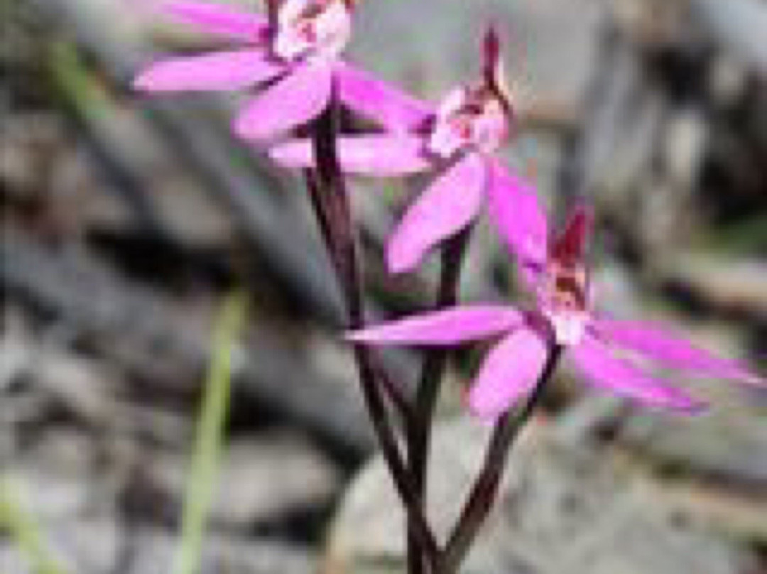 Billyho Bushwalk-Kaniva必去景点