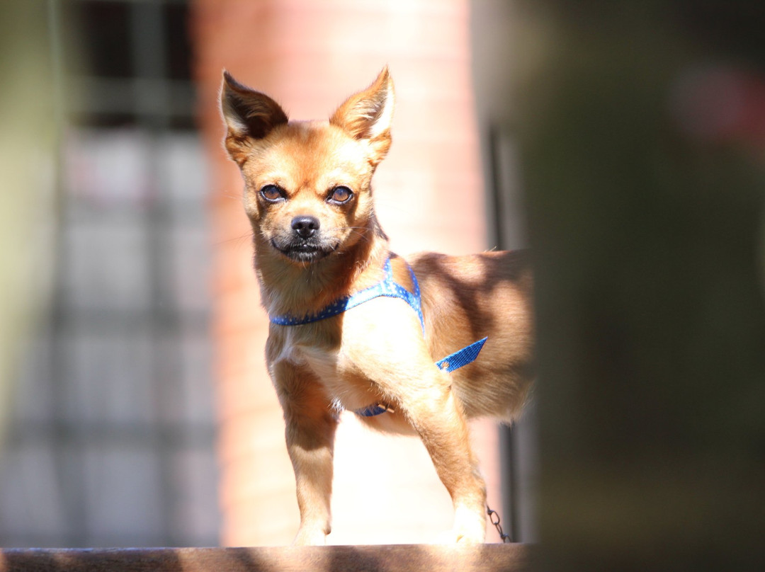 Chacara Ando Bed & Breakfast主图