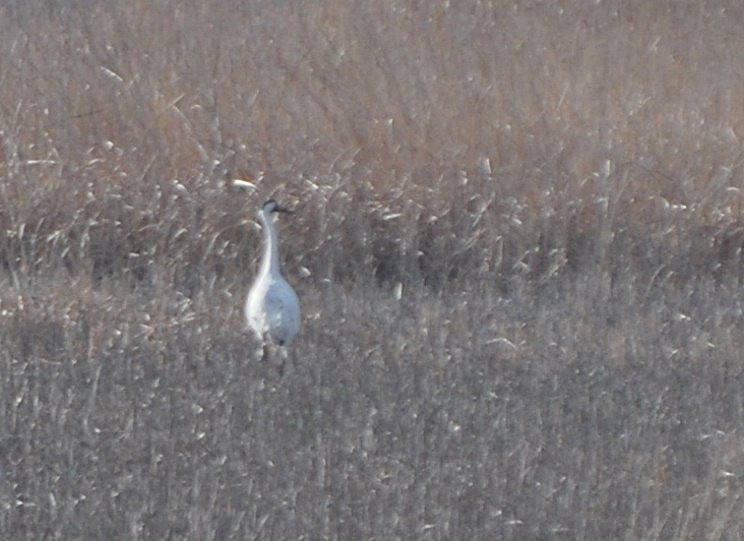 Cheyenne Bottoms-Great Bend必去景点