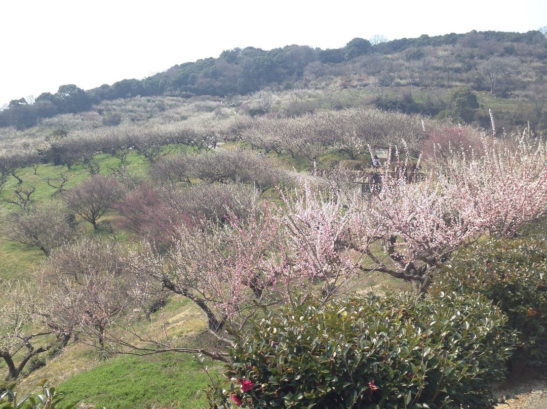 Ayabeyama Bairin-龙野市必去景点