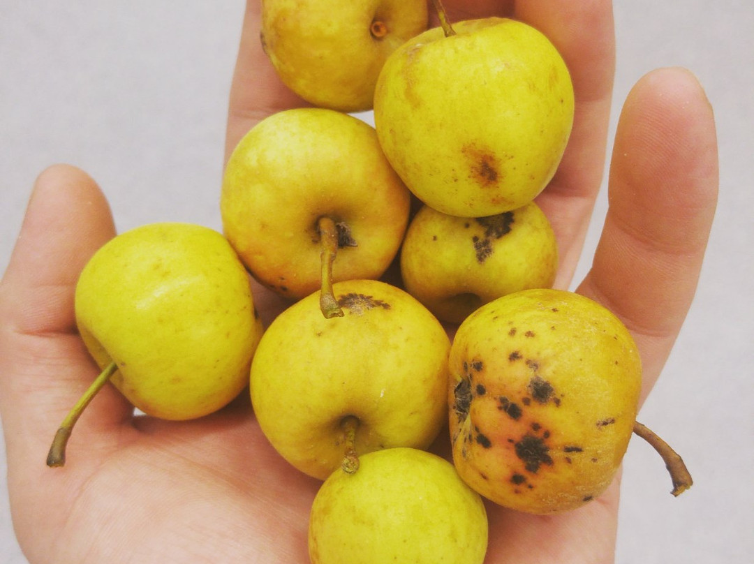 Kuura Cider-Fiskars必去景点