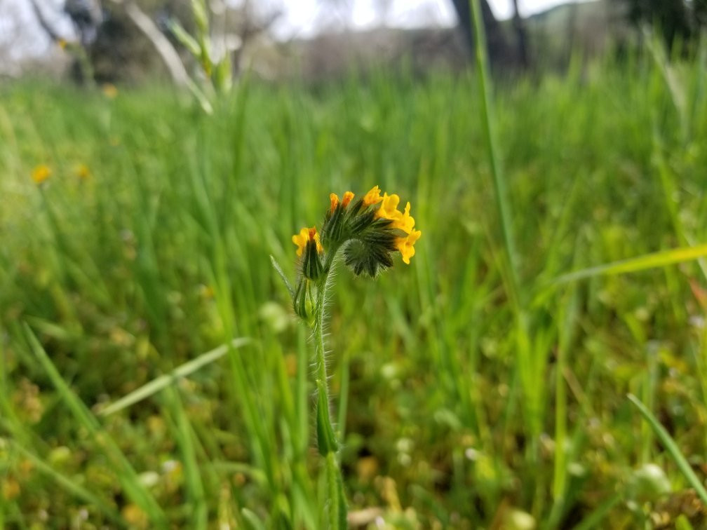Sycamore Grove Regional Park-利佛摩必去景点